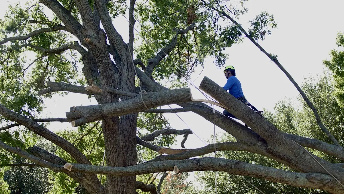 Professional Crown Thinning performed by certified arborists in Albertville