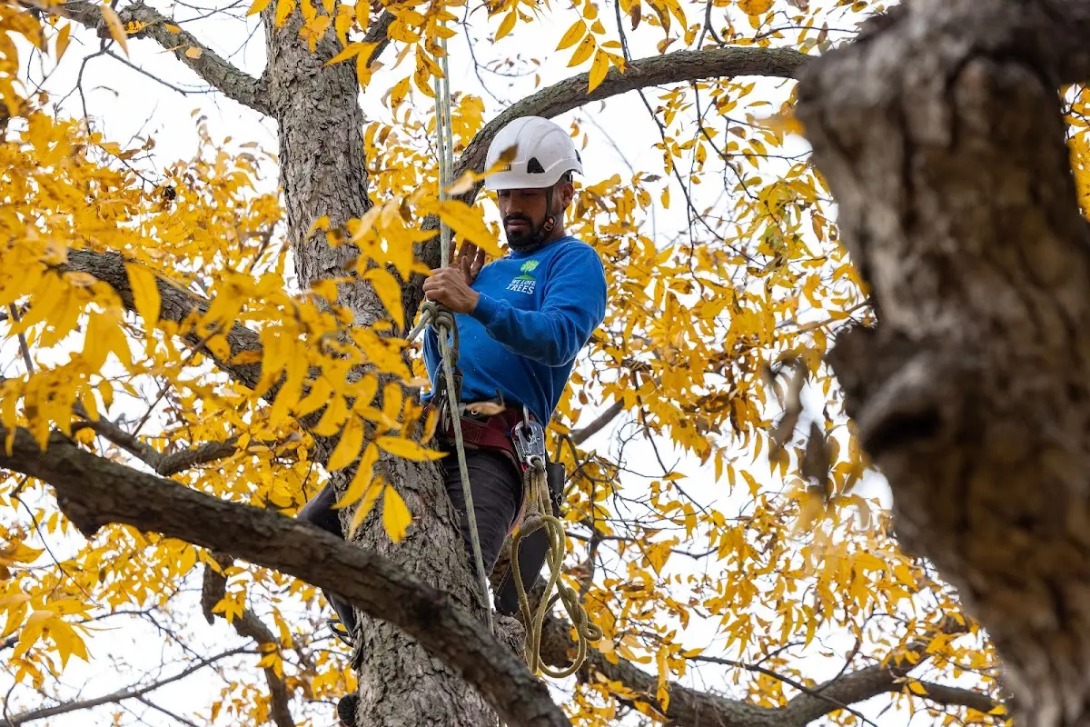 Skilled Tree Pruning crew working in Albertville